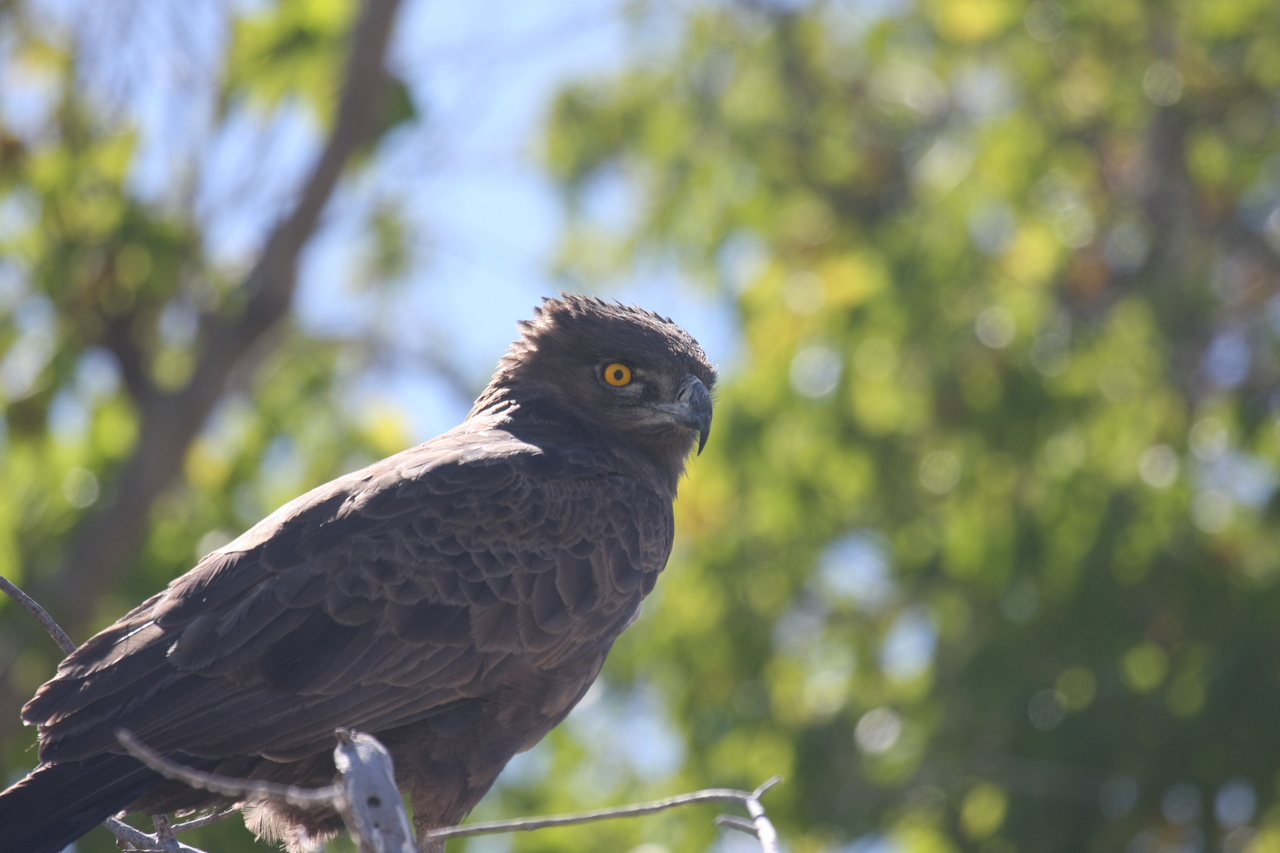 [19318] 2016_06_28_05_01_08_Africa_Canon_EOS_40D_IMG__02934.jpg