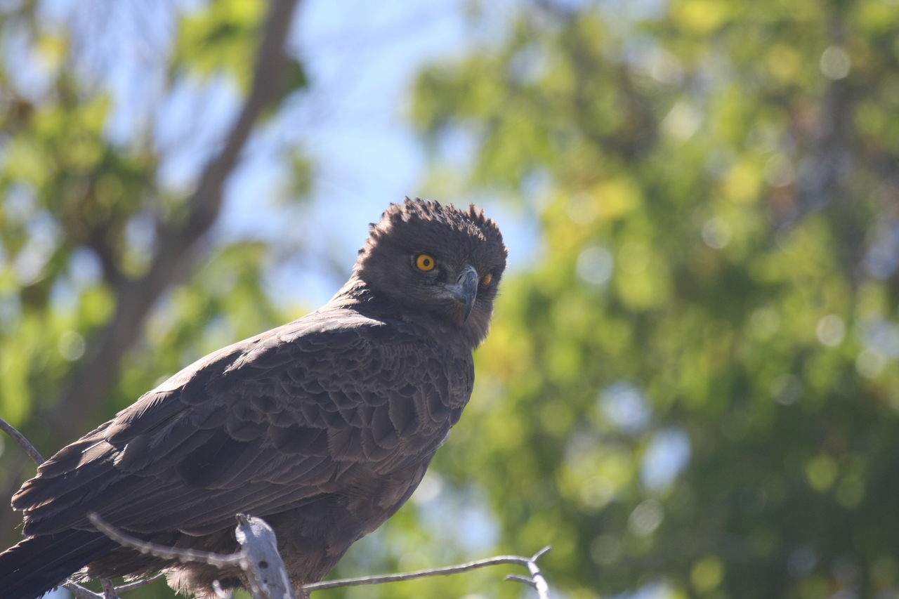 [19329] 2016_06_28_05_01_16_Africa_Canon_EOS_40D_IMG__10383.jpg