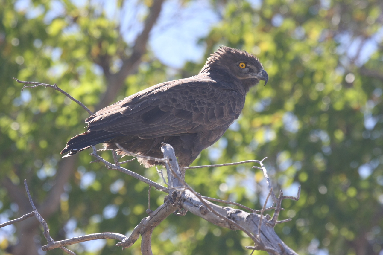 [19331] 2016_06_28_05_02_02_Africa_Canon_EOS_40D_IMG__00551.jpg