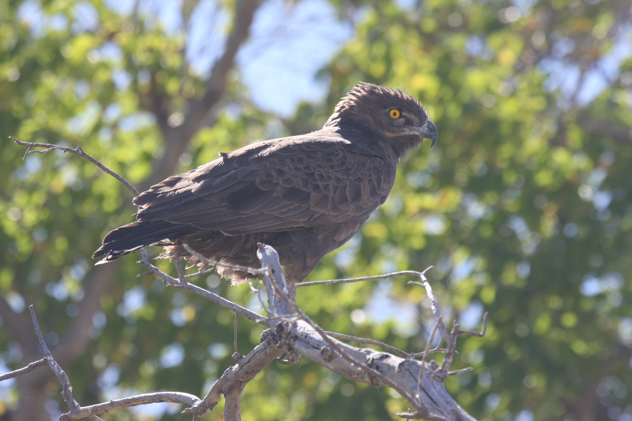 [19335] 2016_06_28_05_02_02_Africa_Canon_EOS_40D_IMG__02939.jpg