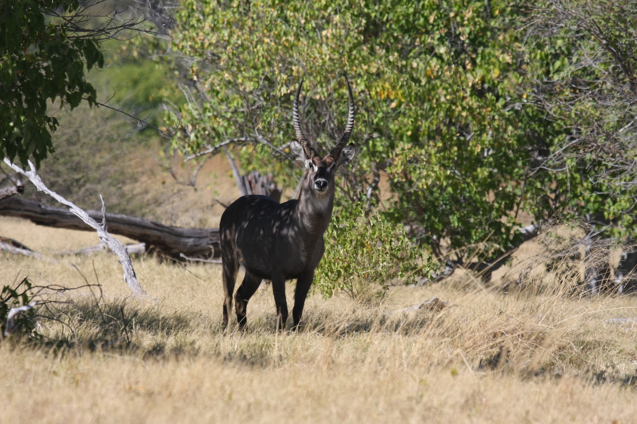 [19368] 2016_06_28_05_08_00_Africa_Canon_EOS_40D_IMG__10398.jpg