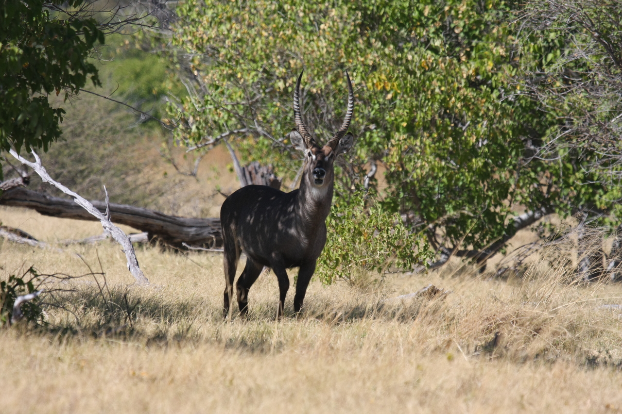 [19370] 2016_06_28_05_08_05_Africa_Canon_EOS_40D_IMG__00566.jpg