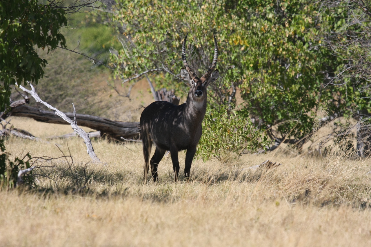 [19379] 2016_06_28_05_08_16_Africa_Canon_EOS_40D_IMG__00570.jpg