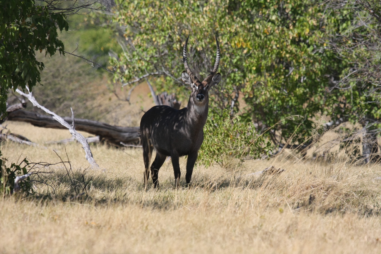 [19387] 2016_06_28_05_08_16_Africa_Canon_EOS_40D_IMG__10406.jpg
