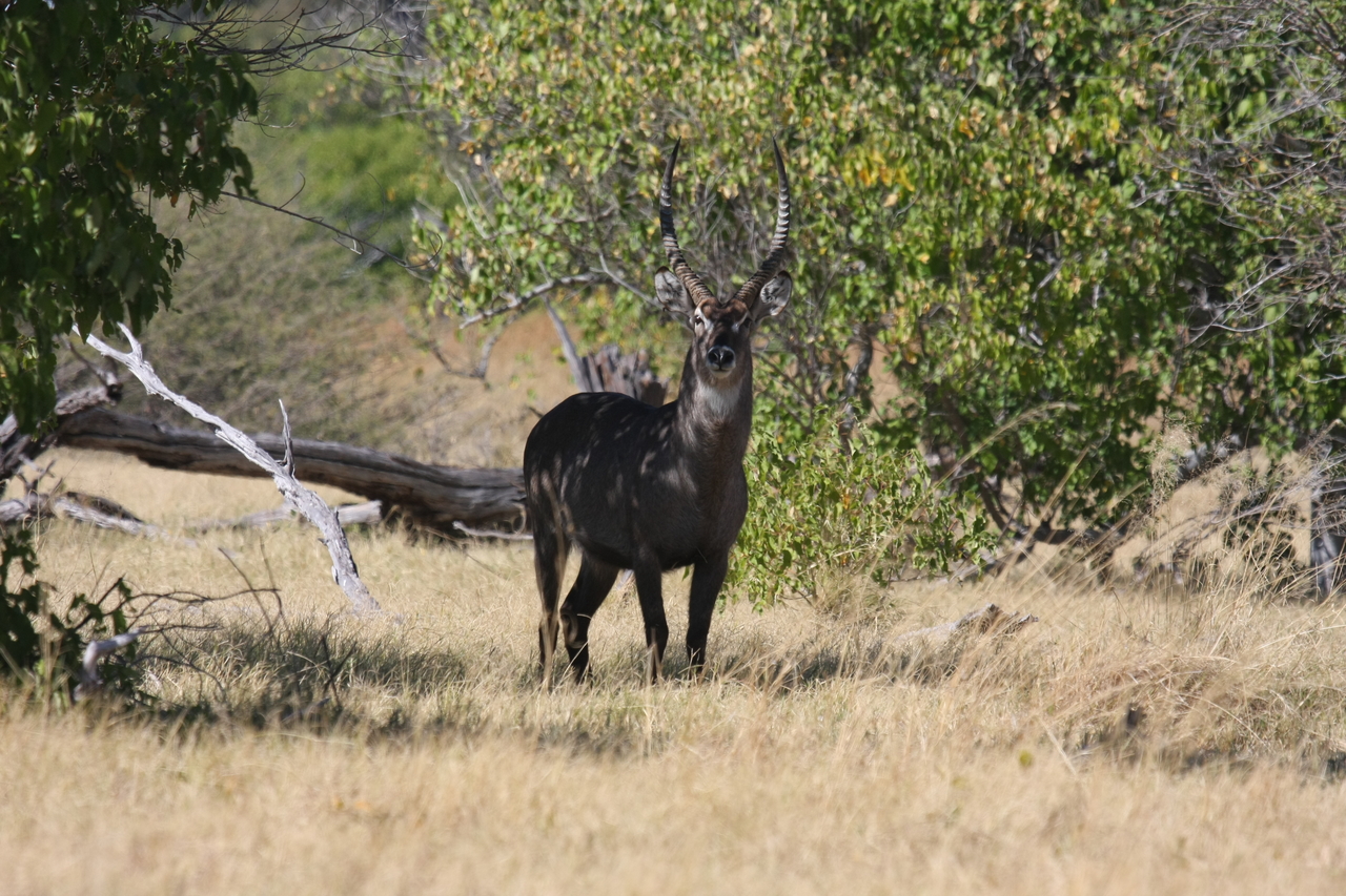 [19405] 2016_06_28_05_08_49_Africa_Canon_EOS_40D_IMG__02965.jpg