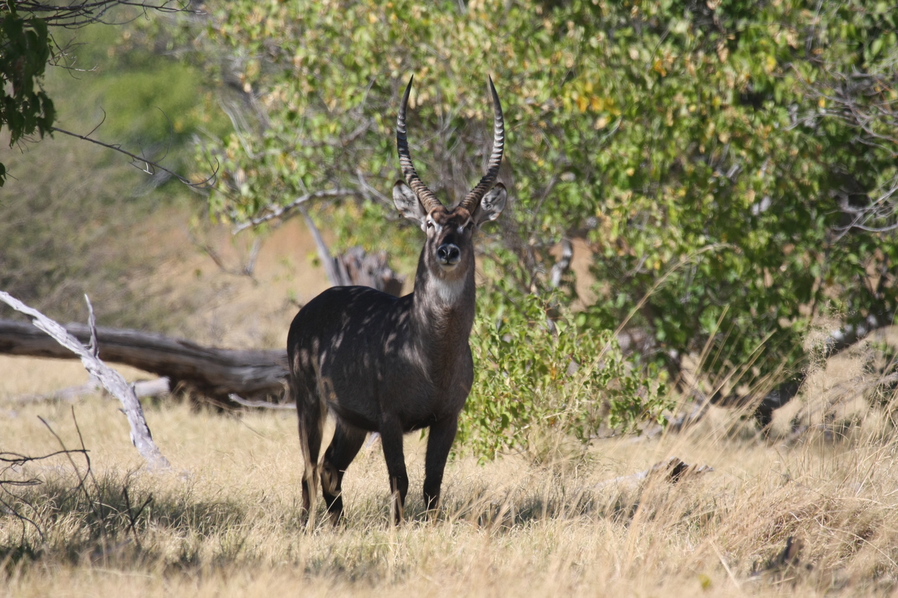 [19420] 2016_06_28_05_09_31_Africa_Canon_EOS_40D_IMG__00586.jpg