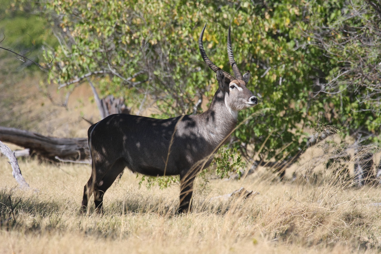 [19440] 2016_06_28_05_10_20_Africa_Canon_EOS_40D_IMG__10424.jpg