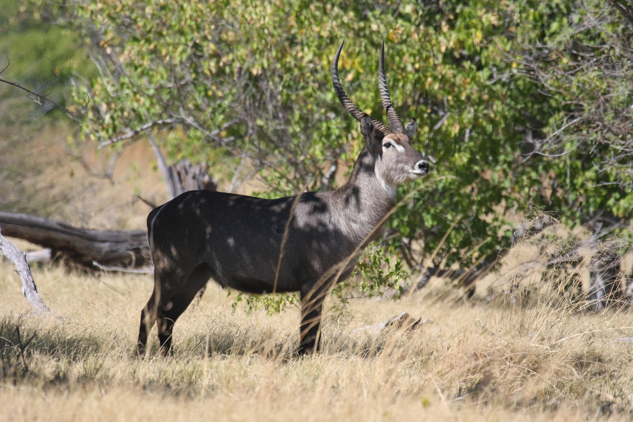 [19441] 2016_06_28_05_10_20_Africa_Canon_EOS_40D_IMG__10426.jpg