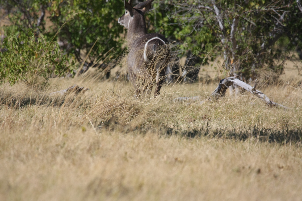 [19444] 2016_06_28_05_10_35_Africa_Canon_EOS_40D_IMG__00595.jpg