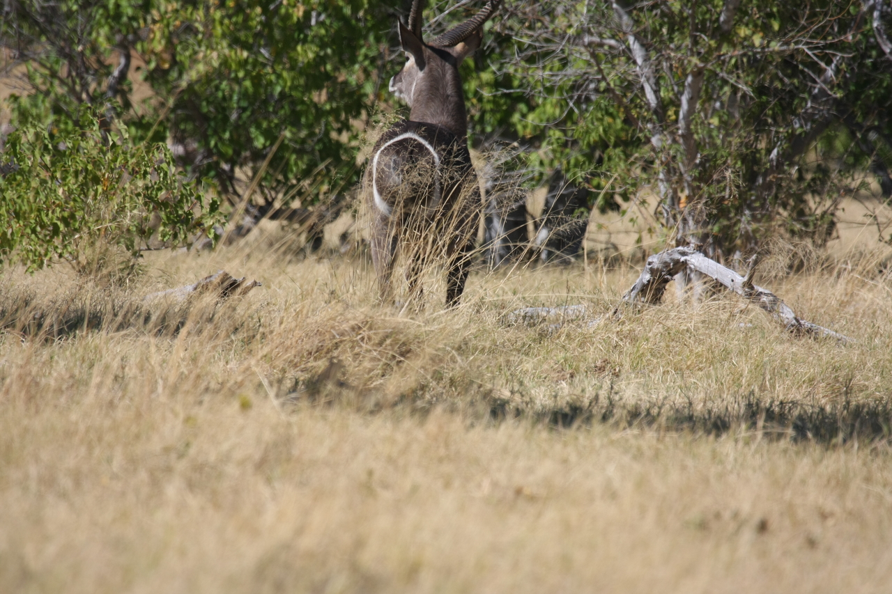 [19448] 2016_06_28_05_10_35_Africa_Canon_EOS_40D_IMG__10427.jpg
