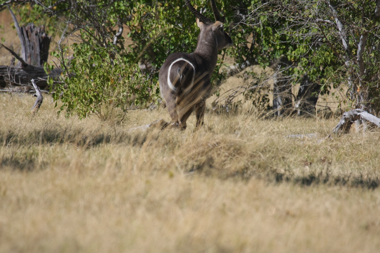 [19452] 2016_06_28_05_10_39_Africa_Canon_EOS_40D_IMG__00597.jpg