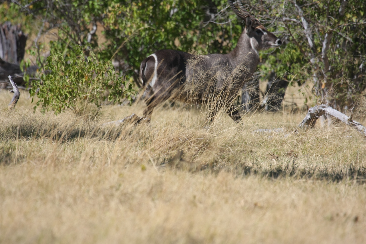 [19461] 2016_06_28_05_10_40_Africa_Canon_EOS_40D_IMG__00600.jpg
