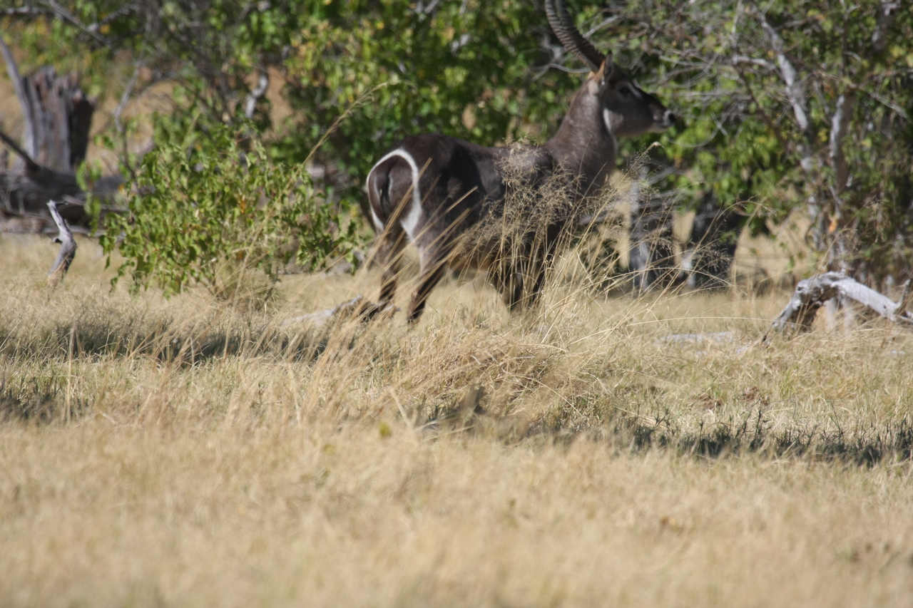 [19464] 2016_06_28_05_10_40_Africa_Canon_EOS_40D_IMG__10433.jpg