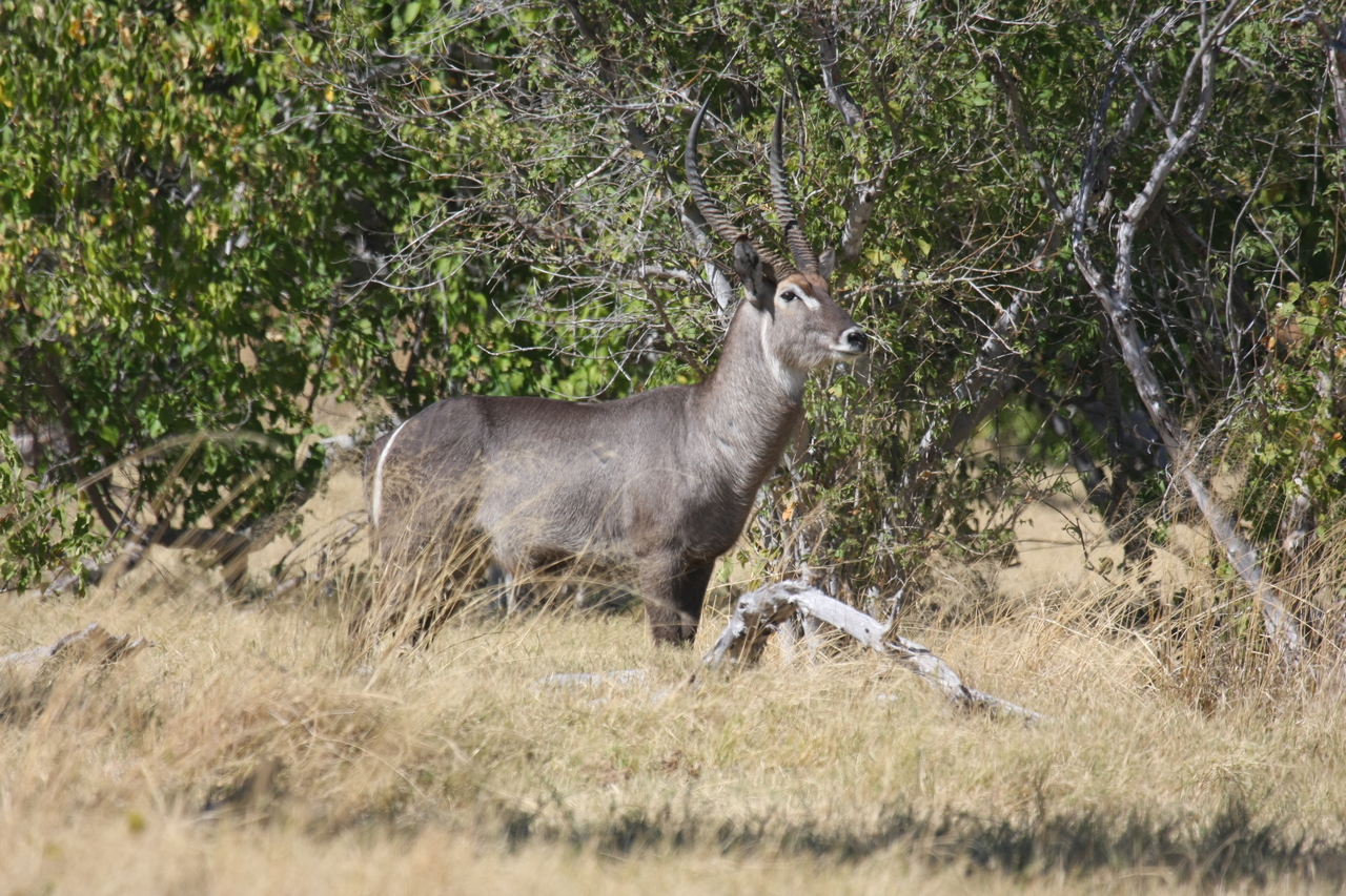 [19487] 2016_06_28_05_11_06_Africa_Canon_EOS_40D_IMG__00609.jpg