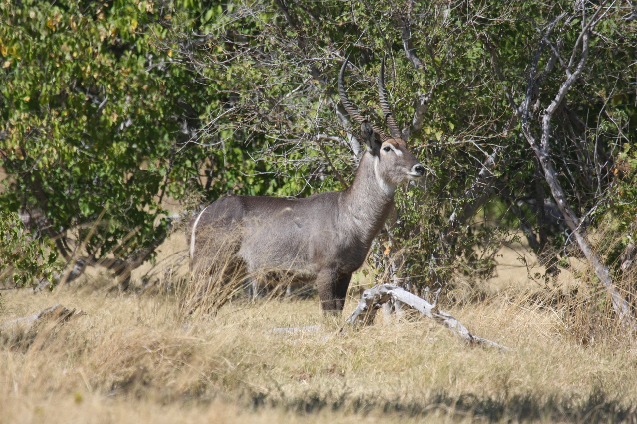 [19489] 2016_06_28_05_11_06_Africa_Canon_EOS_40D_IMG__00611.jpg