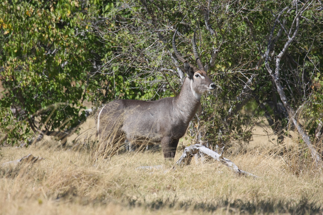 [19496] 2016_06_28_05_11_07_Africa_Canon_EOS_40D_IMG__00612.jpg