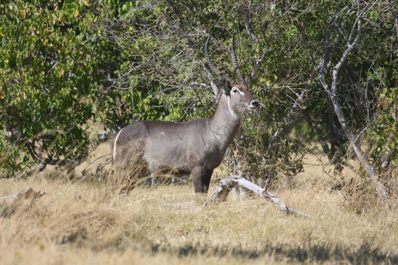 [19499] 2016_06_28_05_11_08_Africa_Canon_EOS_40D_IMG__00614.jpg