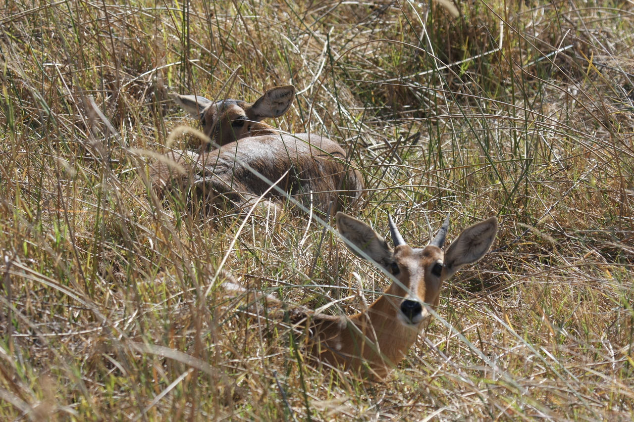 [19523] 2016_06_28_05_18_30_Africa_Canon_EOS_40D_IMG__00622.jpg