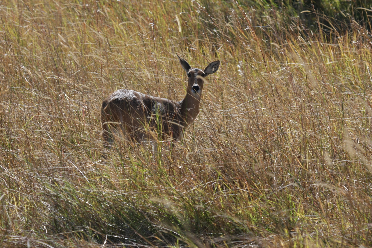 [19538] 2016_06_28_05_19_01_Africa_Canon_EOS_40D_IMG__03014.jpg