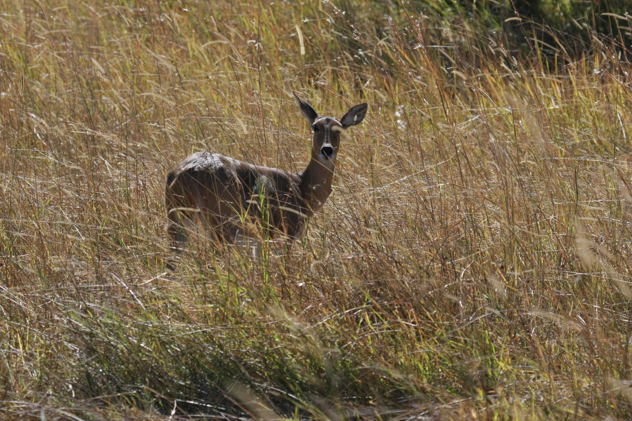 [19542] 2016_06_28_05_19_01_Africa_Canon_EOS_40D_IMG__10462.jpg