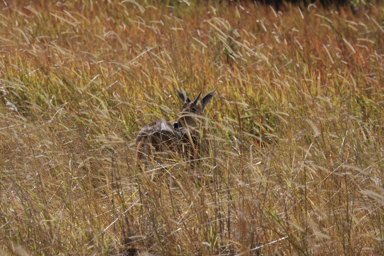 [19551] 2016_06_28_05_19_08_Africa_Canon_EOS_40D_IMG__03019.jpg