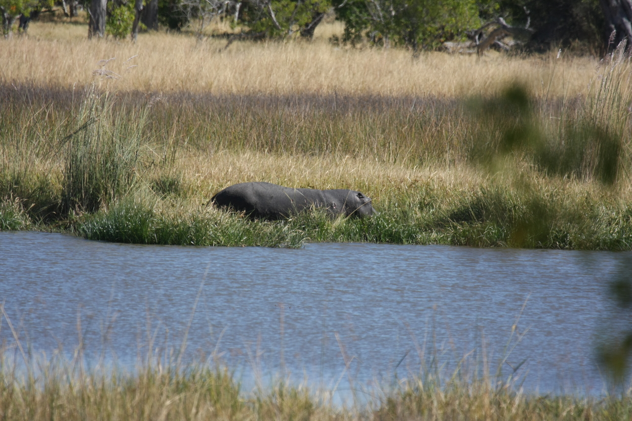 [19568] 2016_06_28_05_23_39_Africa_Canon_EOS_40D_IMG__03025.jpg