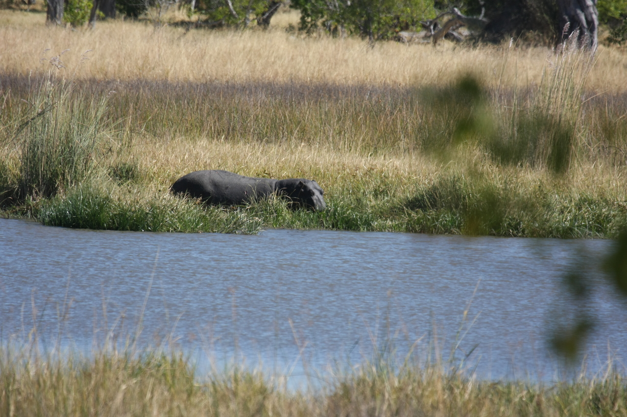 [19582] 2016_06_28_05_23_42_Africa_Canon_EOS_40D_IMG__03031.jpg