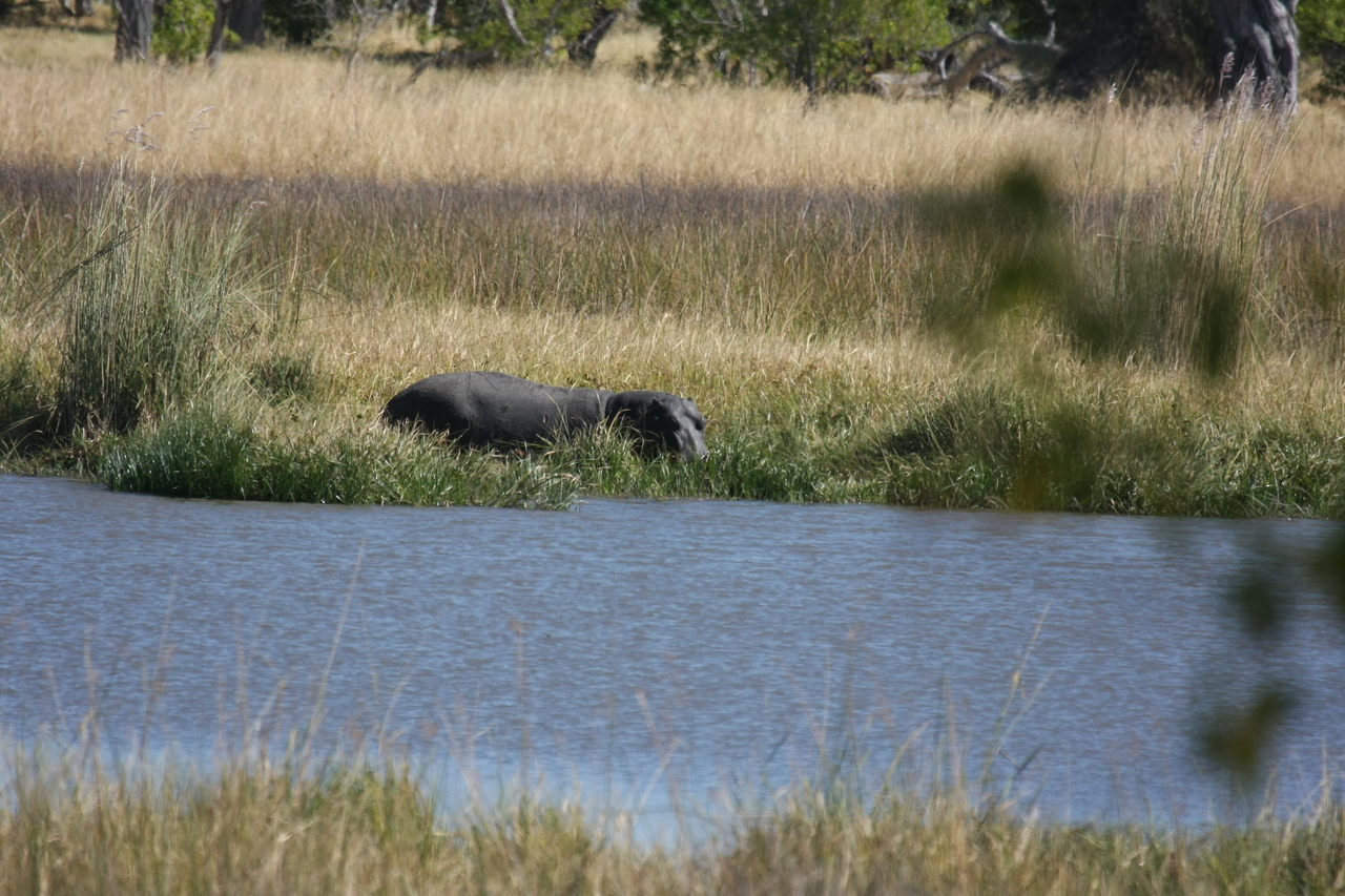 [19588] 2016_06_28_05_23_43_Africa_Canon_EOS_40D_IMG__10479.jpg
