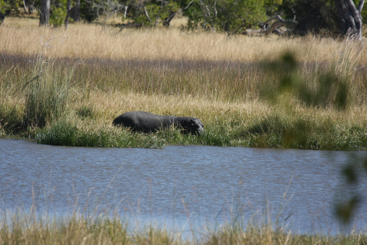 [19596] 2016_06_28_05_23_48_Africa_Canon_EOS_40D_IMG__10482.jpg