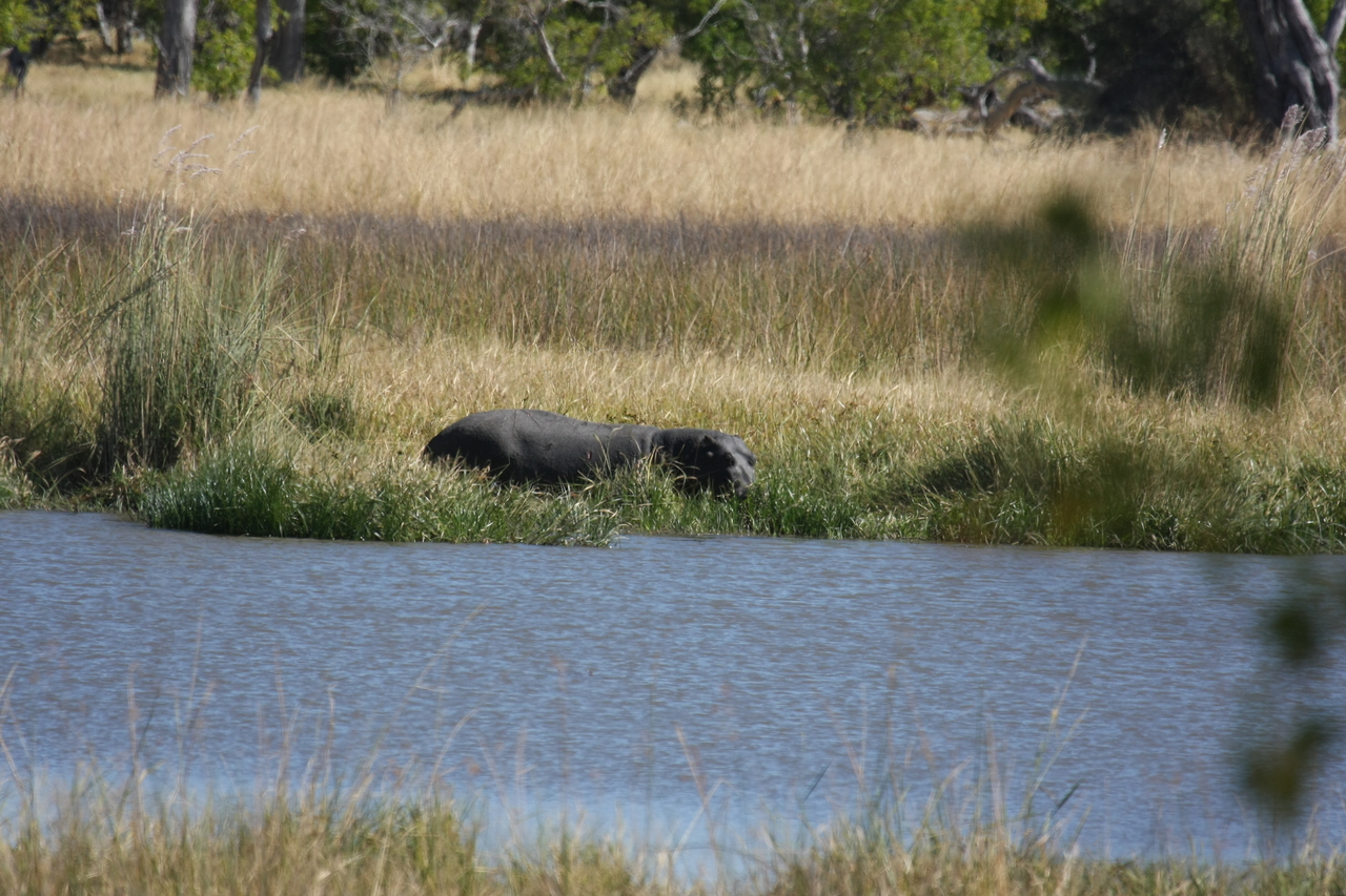 [19597] 2016_06_28_05_23_48_Africa_Canon_EOS_40D_IMG__10483.jpg