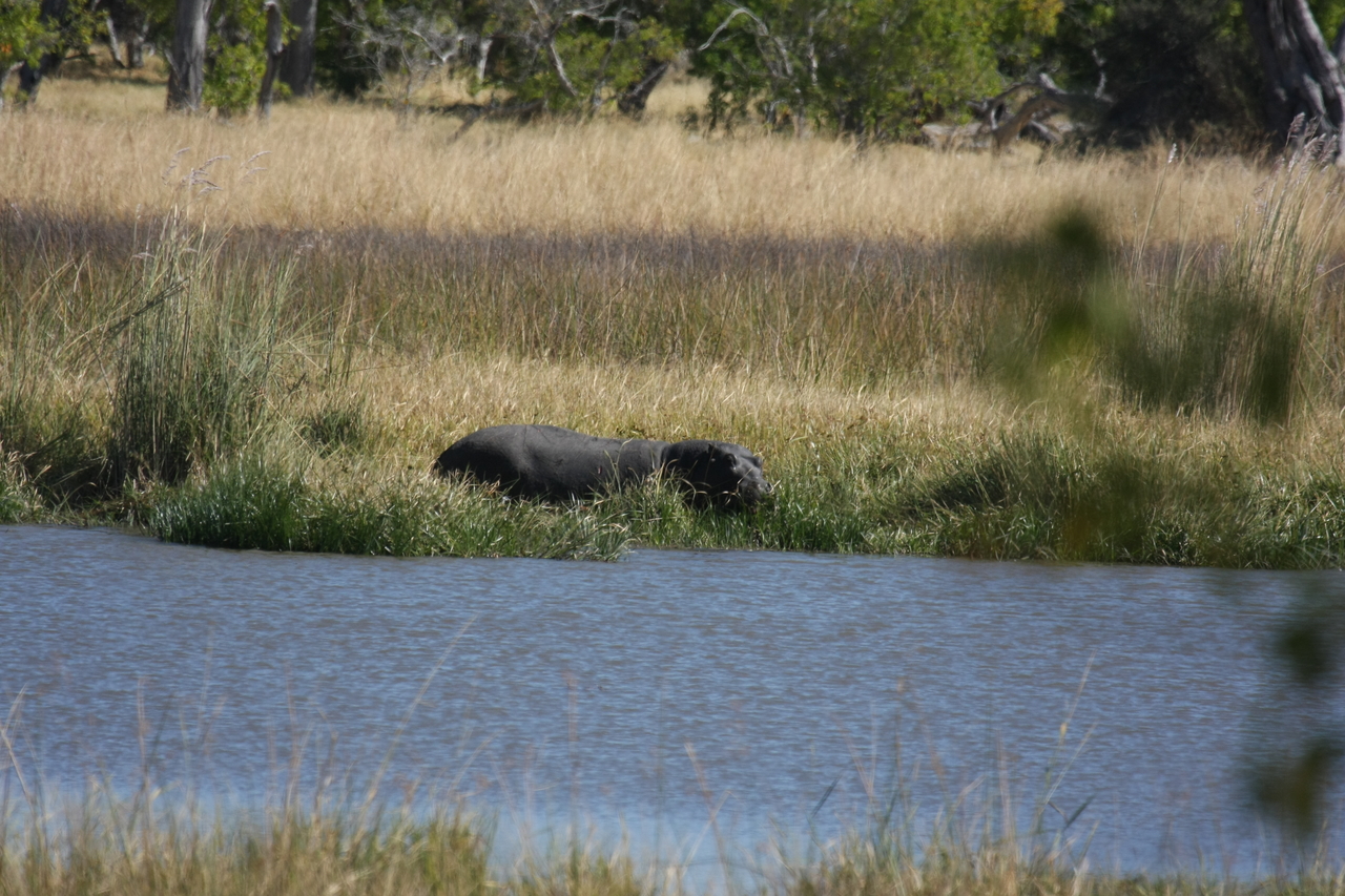 [19598] 2016_06_28_05_23_49_Africa_Canon_EOS_40D_IMG__00650.jpg