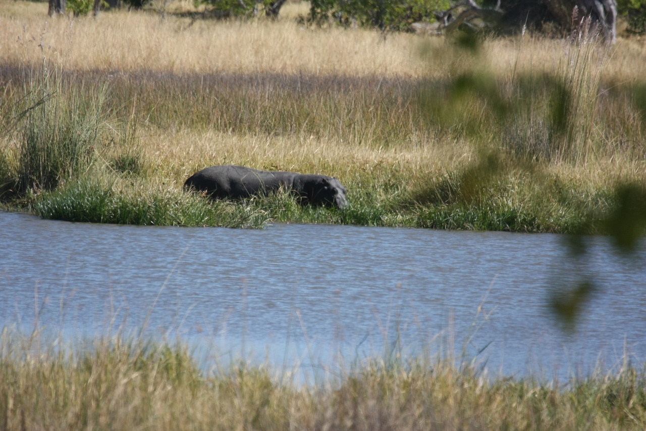 [19620] 2016_06_28_05_24_24_Africa_Canon_EOS_40D_IMG__00659.jpg