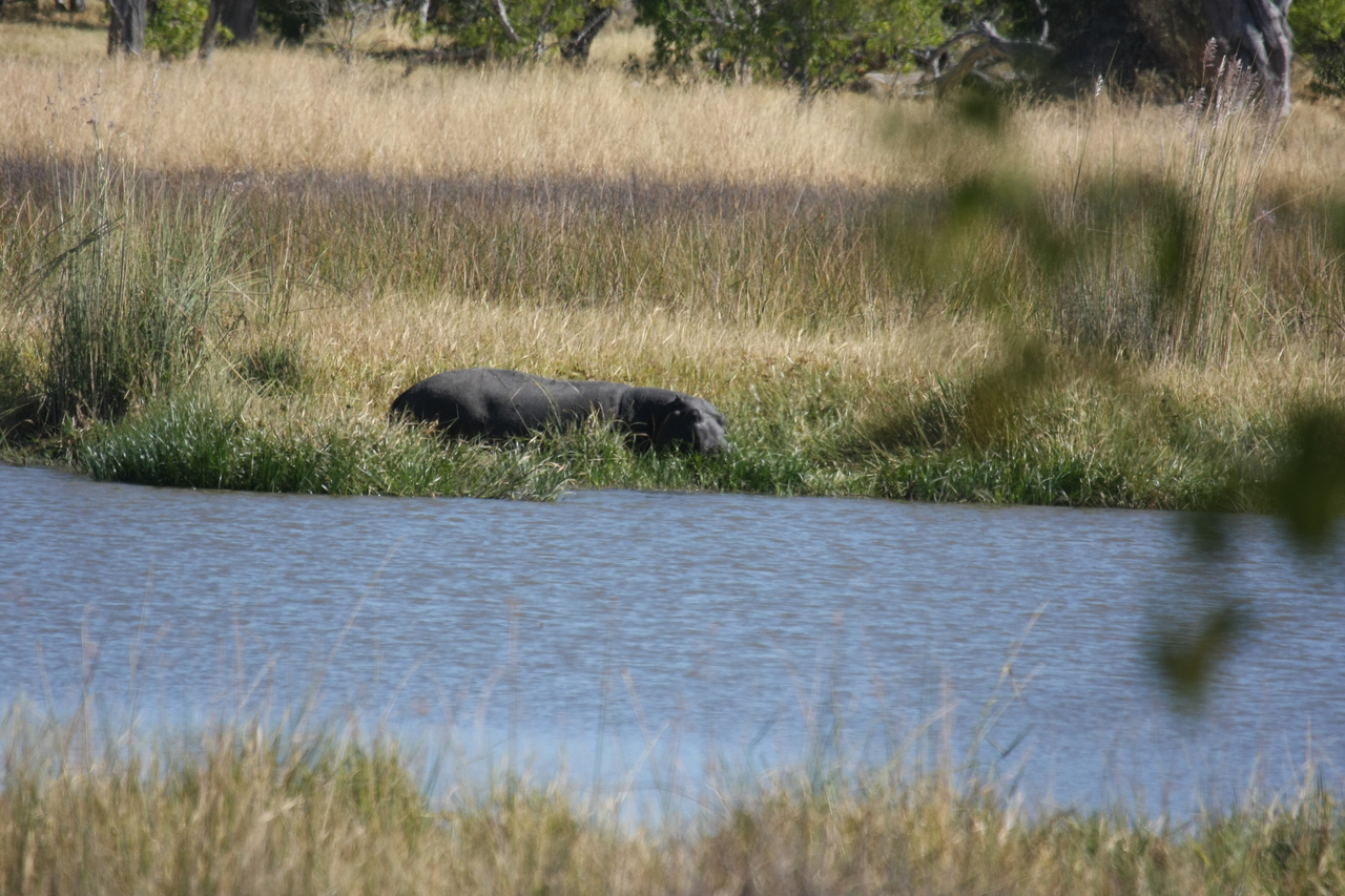 [19625] 2016_06_28_05_24_24_Africa_Canon_EOS_40D_IMG__10492.jpg