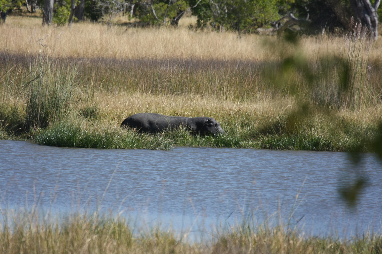 [19631] 2016_06_28_05_24_29_Africa_Canon_EOS_40D_IMG__03049.jpg