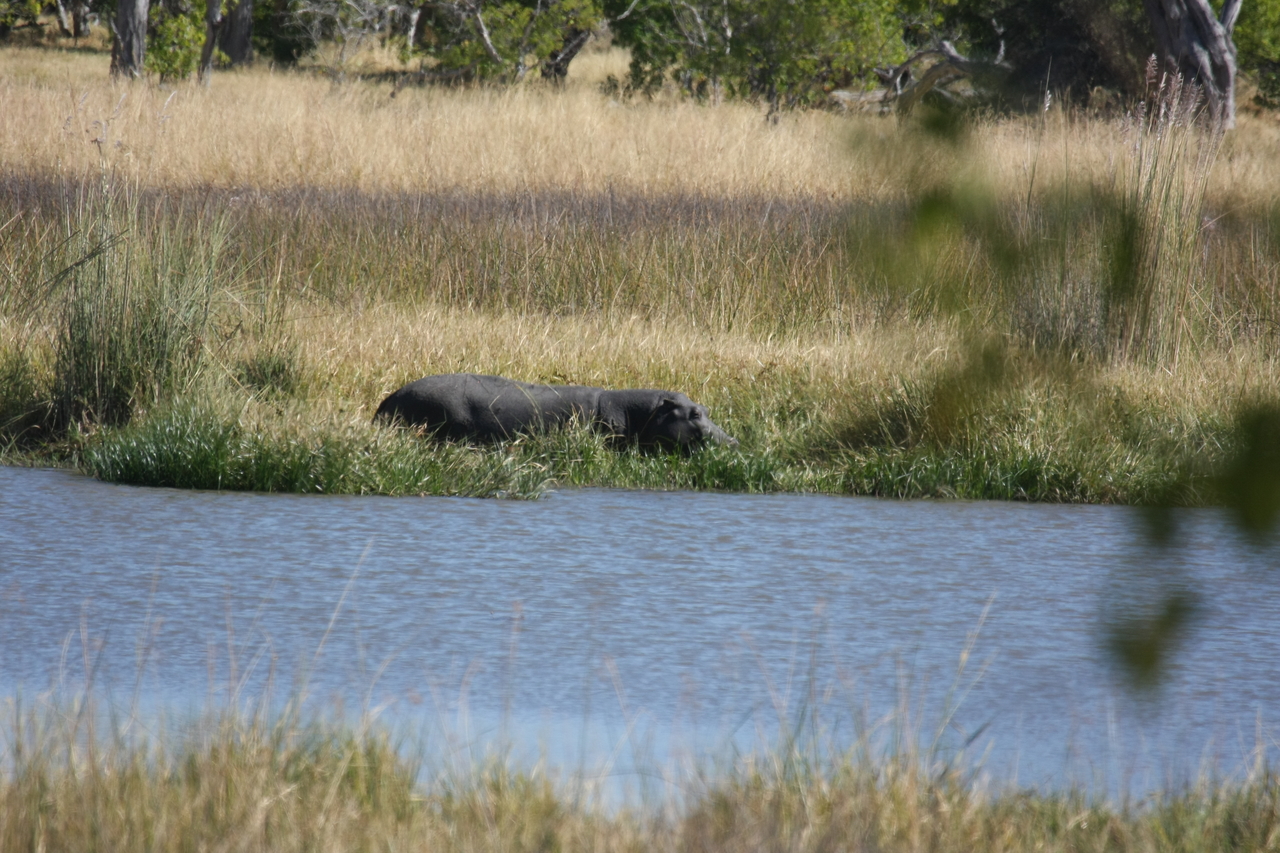 [19632] 2016_06_28_05_24_29_Africa_Canon_EOS_40D_IMG__10495.jpg