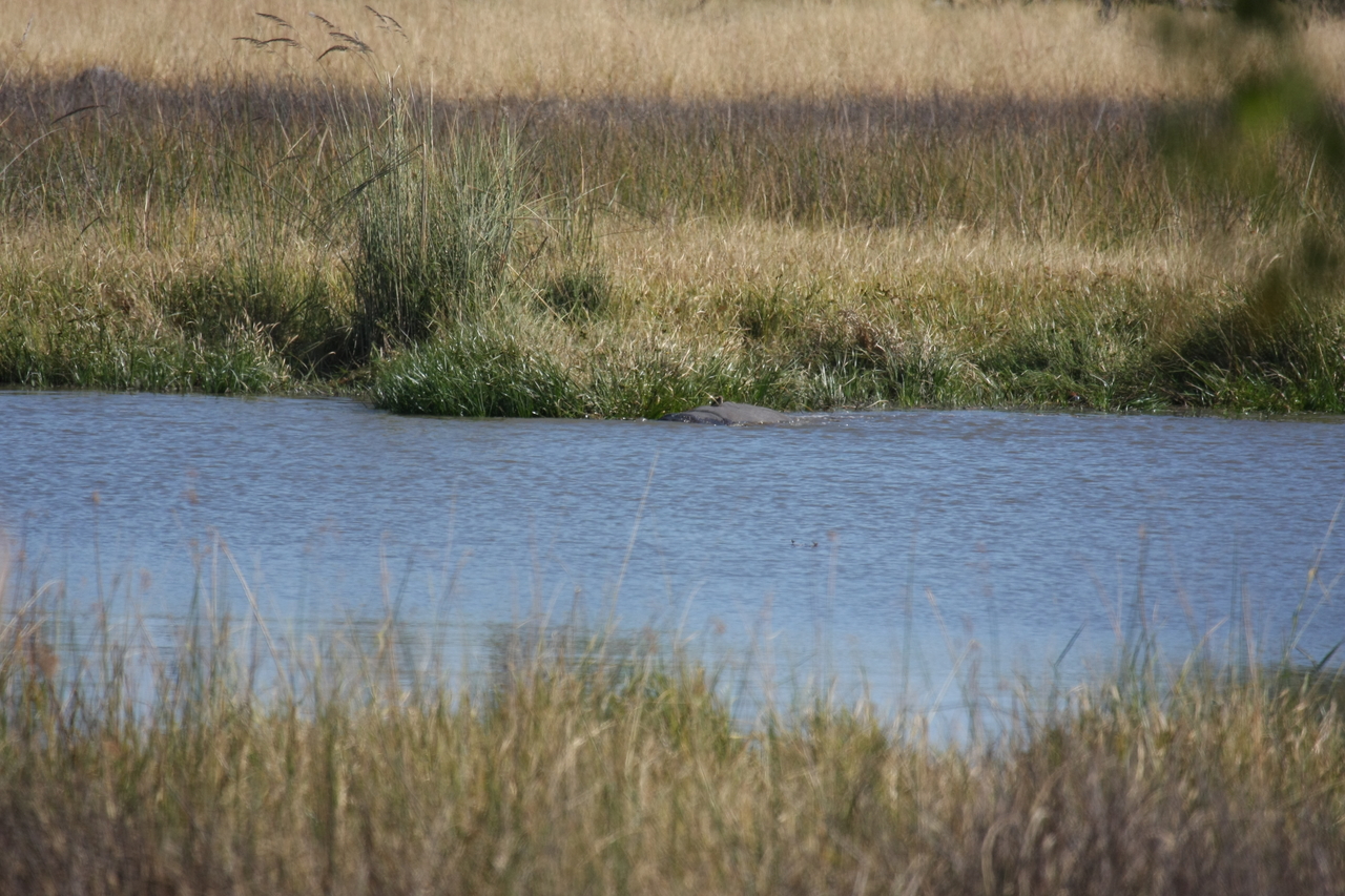 [19662] 2016_06_28_05_27_03_Africa_Canon_EOS_40D_IMG__03061.jpg