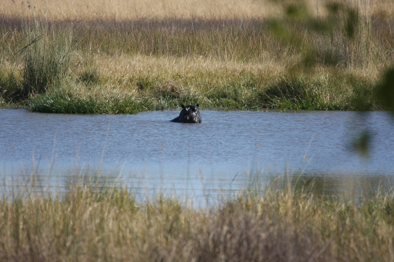 [19666] 2016_06_28_05_27_24_Africa_Canon_EOS_40D_IMG__00677.jpg