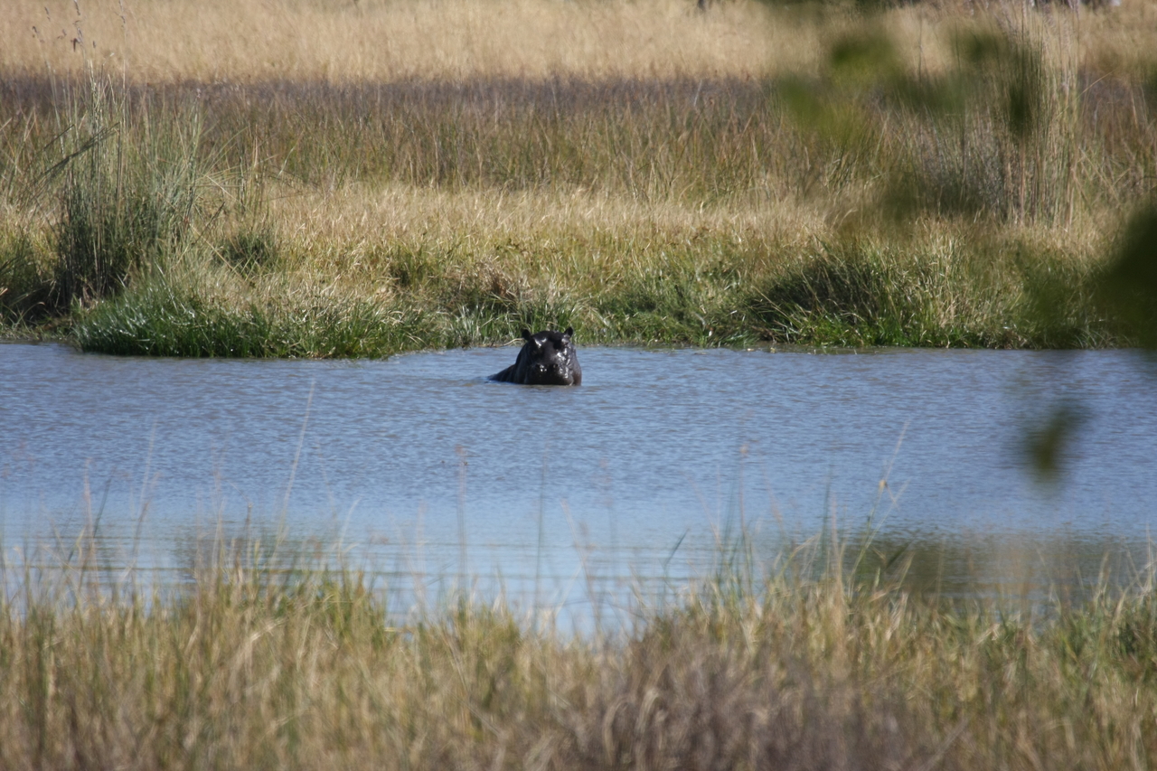 [19671] 2016_06_28_05_27_24_Africa_Canon_EOS_40D_IMG__10510.jpg