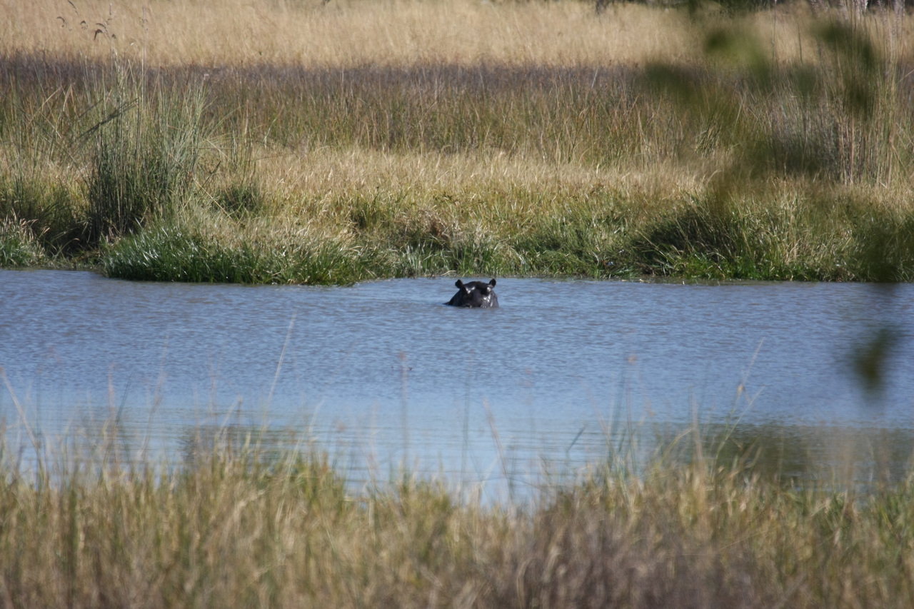 [19682] 2016_06_28_05_27_27_Africa_Canon_EOS_40D_IMG__10513.jpg