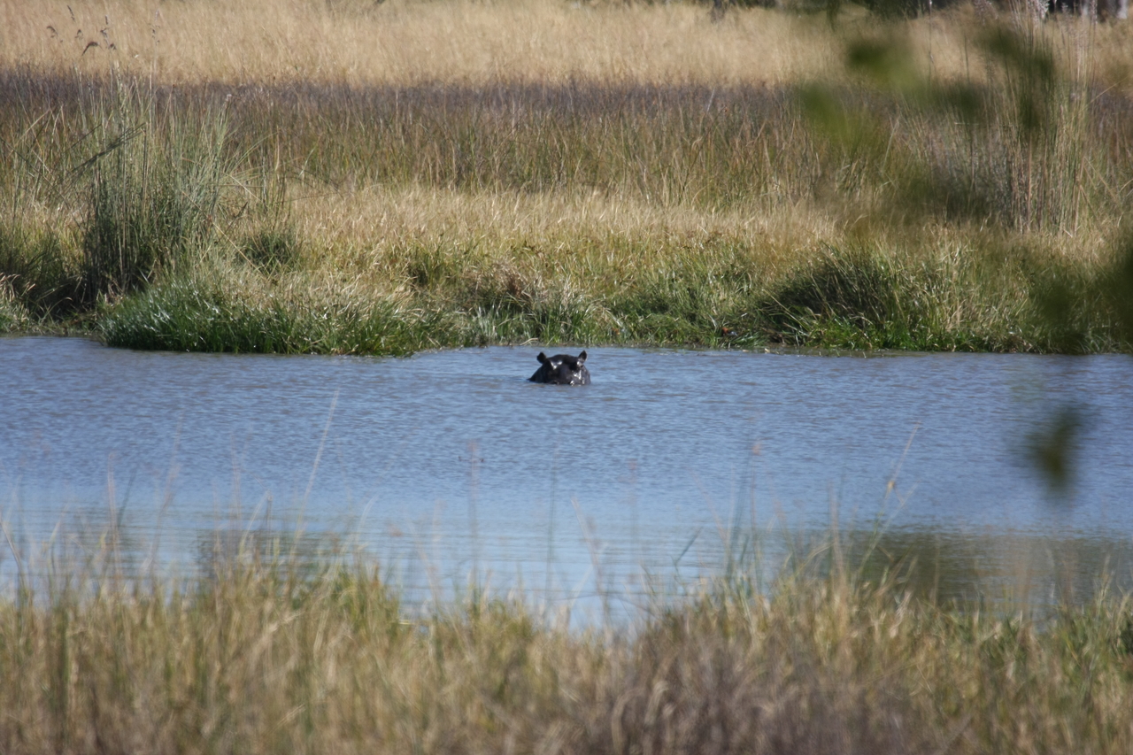 [19683] 2016_06_28_05_27_27_Africa_Canon_EOS_40D_IMG__10515.jpg