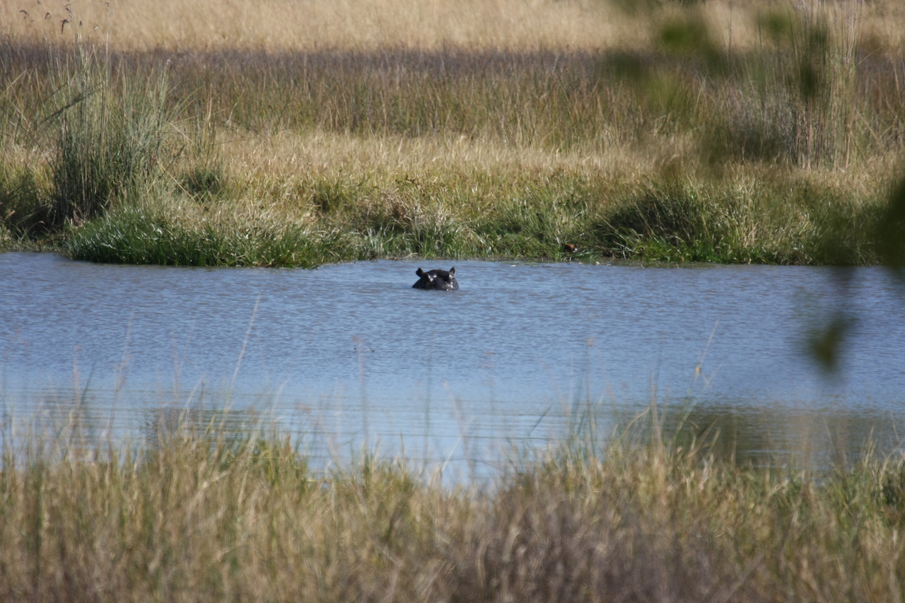 [19689] 2016_06_28_05_27_28_Africa_Canon_EOS_40D_IMG__10517.jpg