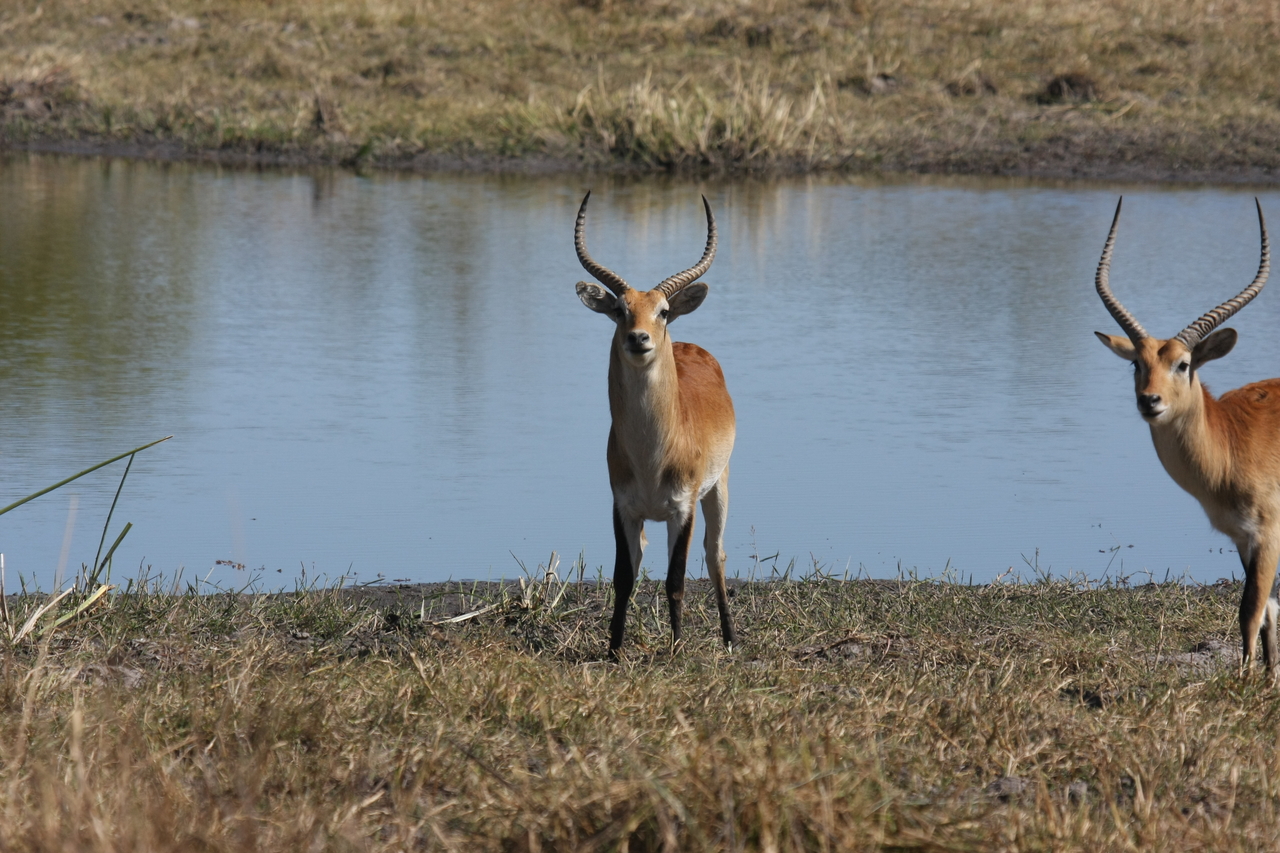 [19691] 2016_06_28_05_31_45_Africa_Canon_EOS_40D_IMG__00685.jpg