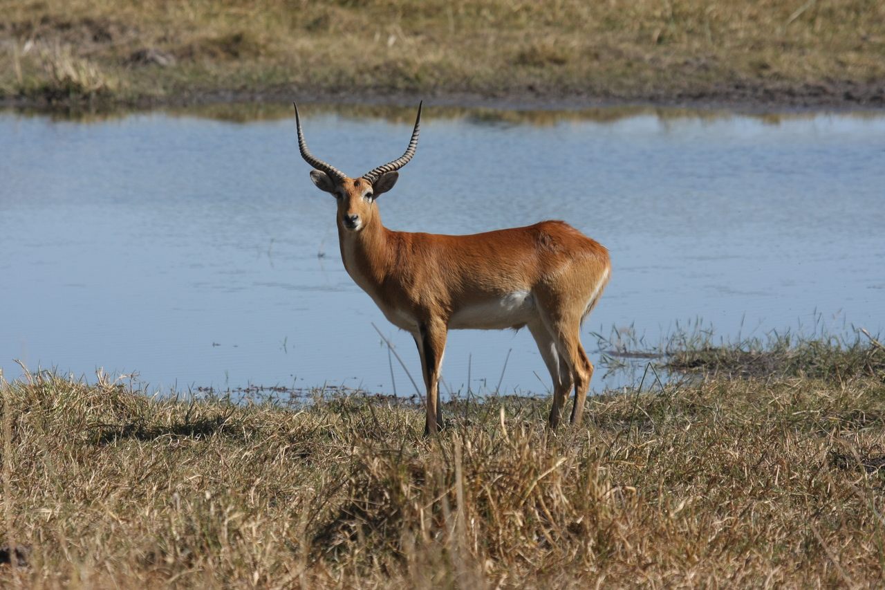 [19699] 2016_06_28_05_31_49_Africa_Canon_EOS_40D_IMG__03074.jpg