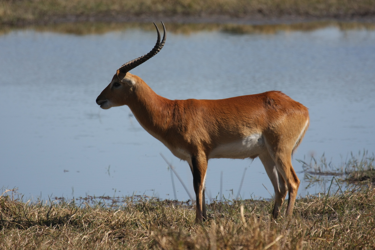 [19703] 2016_06_28_05_31_58_Africa_Canon_EOS_40D_IMG__00689.jpg