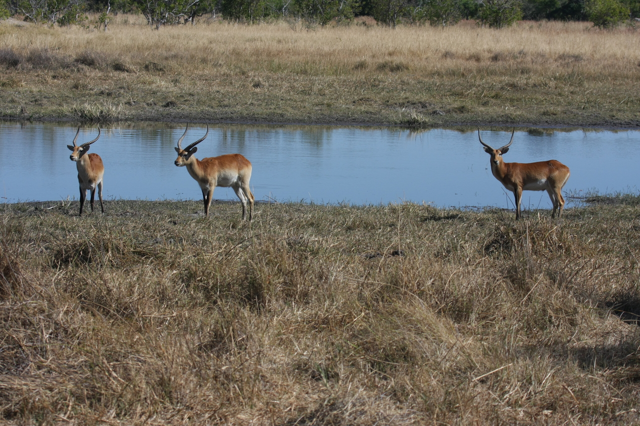 [19722] 2016_06_28_05_32_35_Africa_Canon_EOS_40D_IMG__10529.jpg