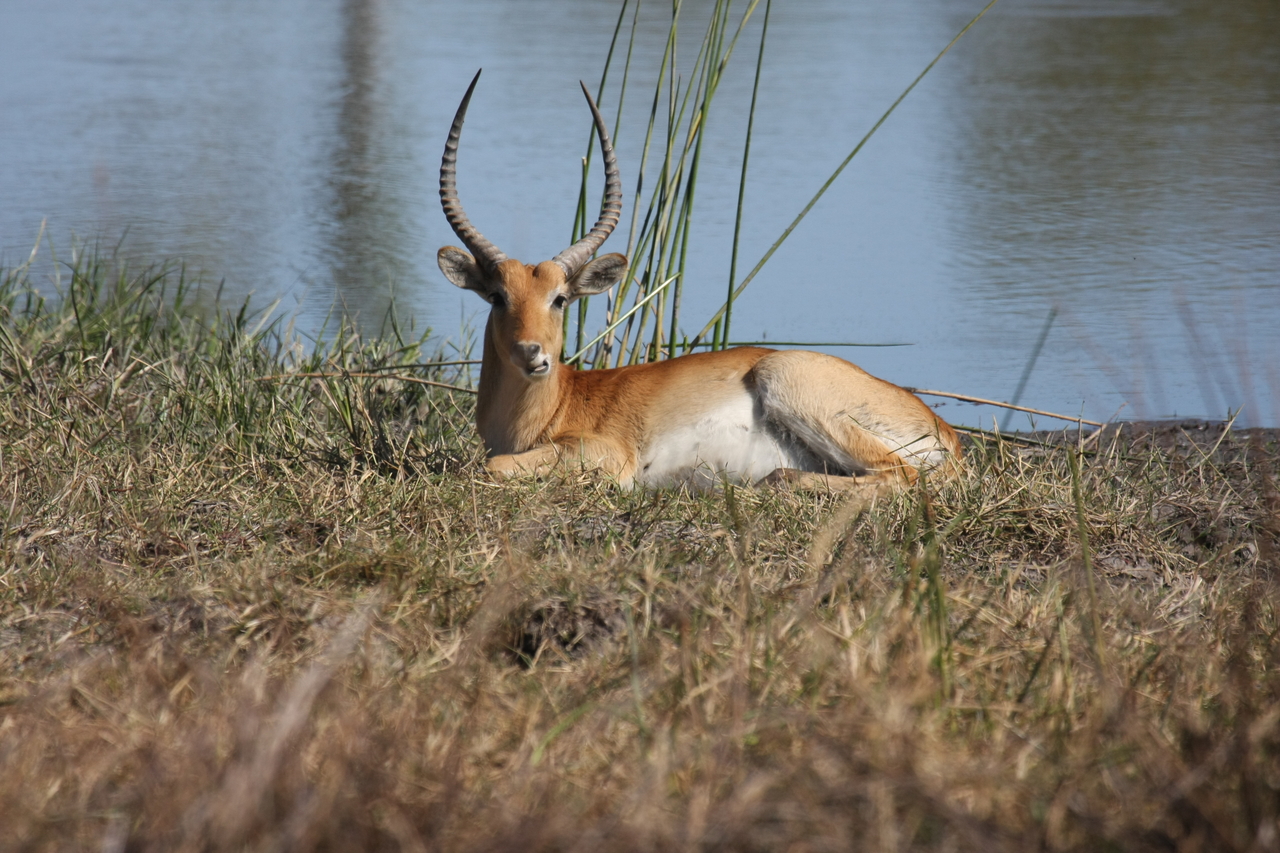 [19725] 2016_06_28_05_32_46_Africa_Canon_EOS_40D_IMG__00698.jpg