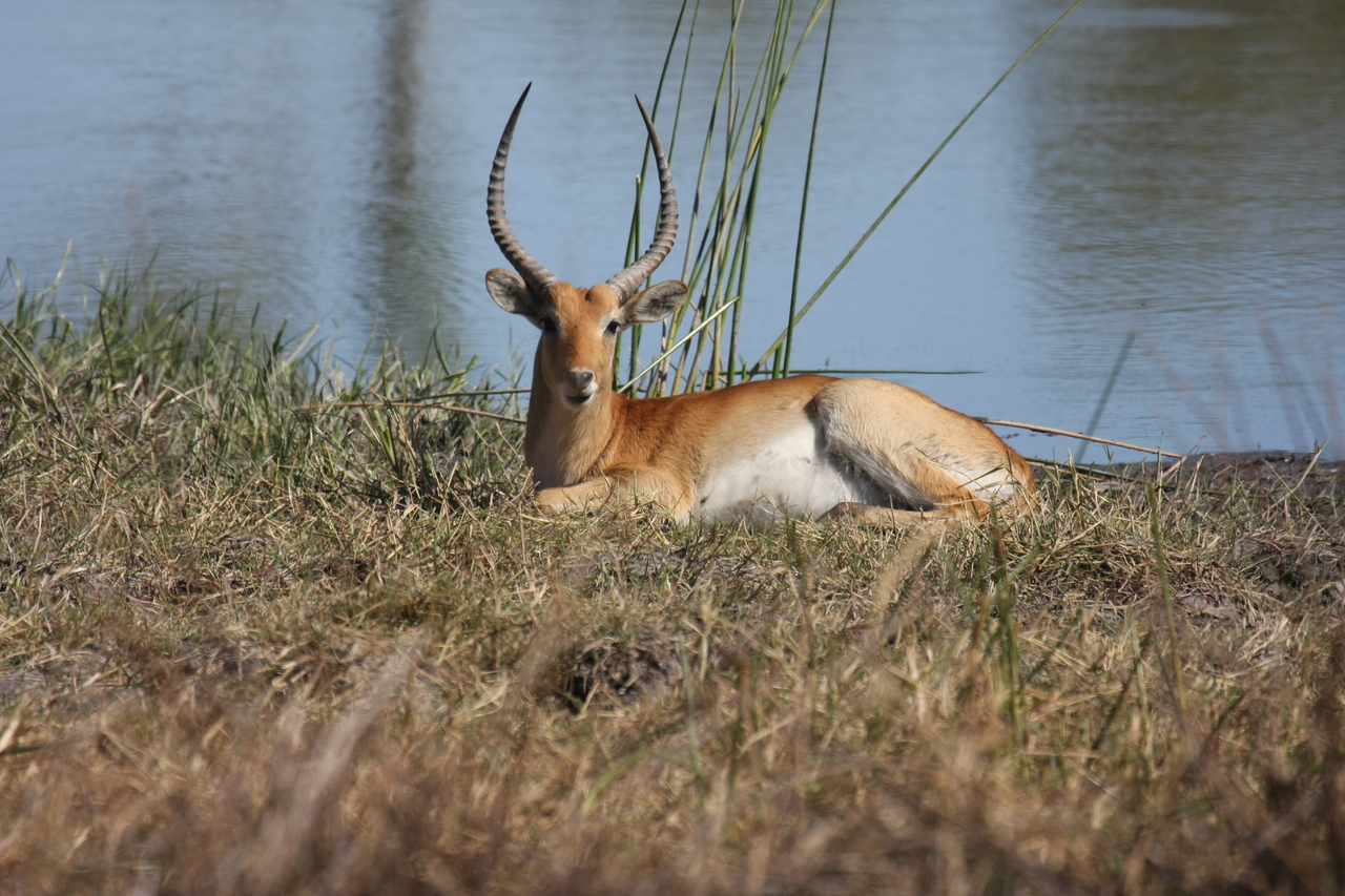 [19726] 2016_06_28_05_32_46_Africa_Canon_EOS_40D_IMG__03084.jpg