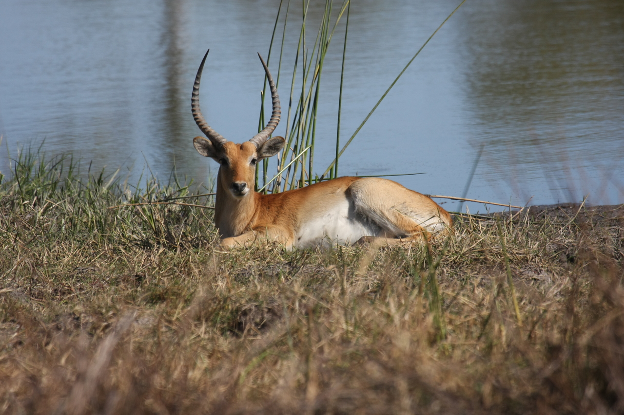 [19732] 2016_06_28_05_32_56_Africa_Canon_EOS_40D_IMG__00701.jpg