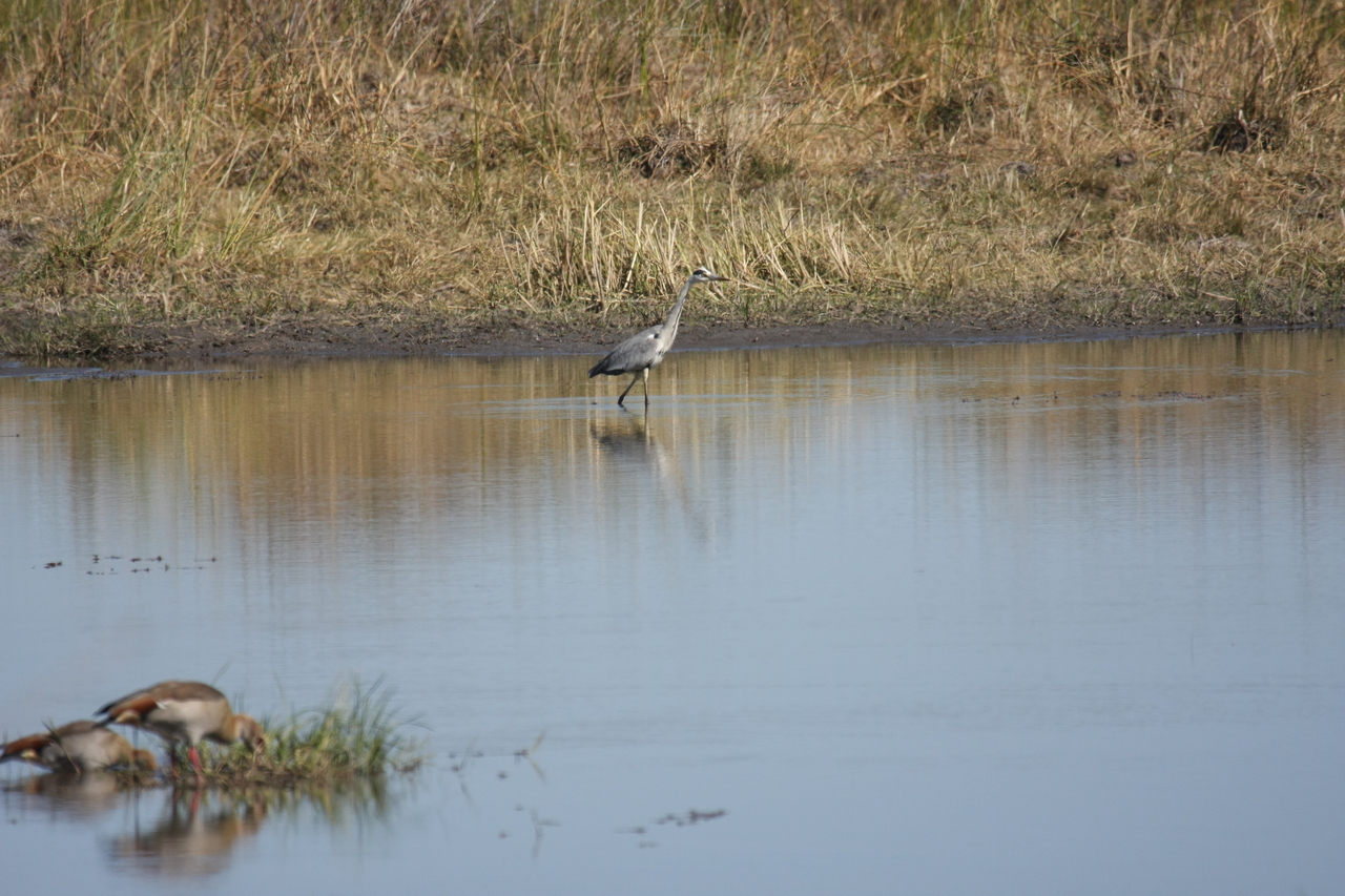 [19745] 2016_06_28_05_33_07_Africa_Canon_EOS_40D_IMG__10537.jpg