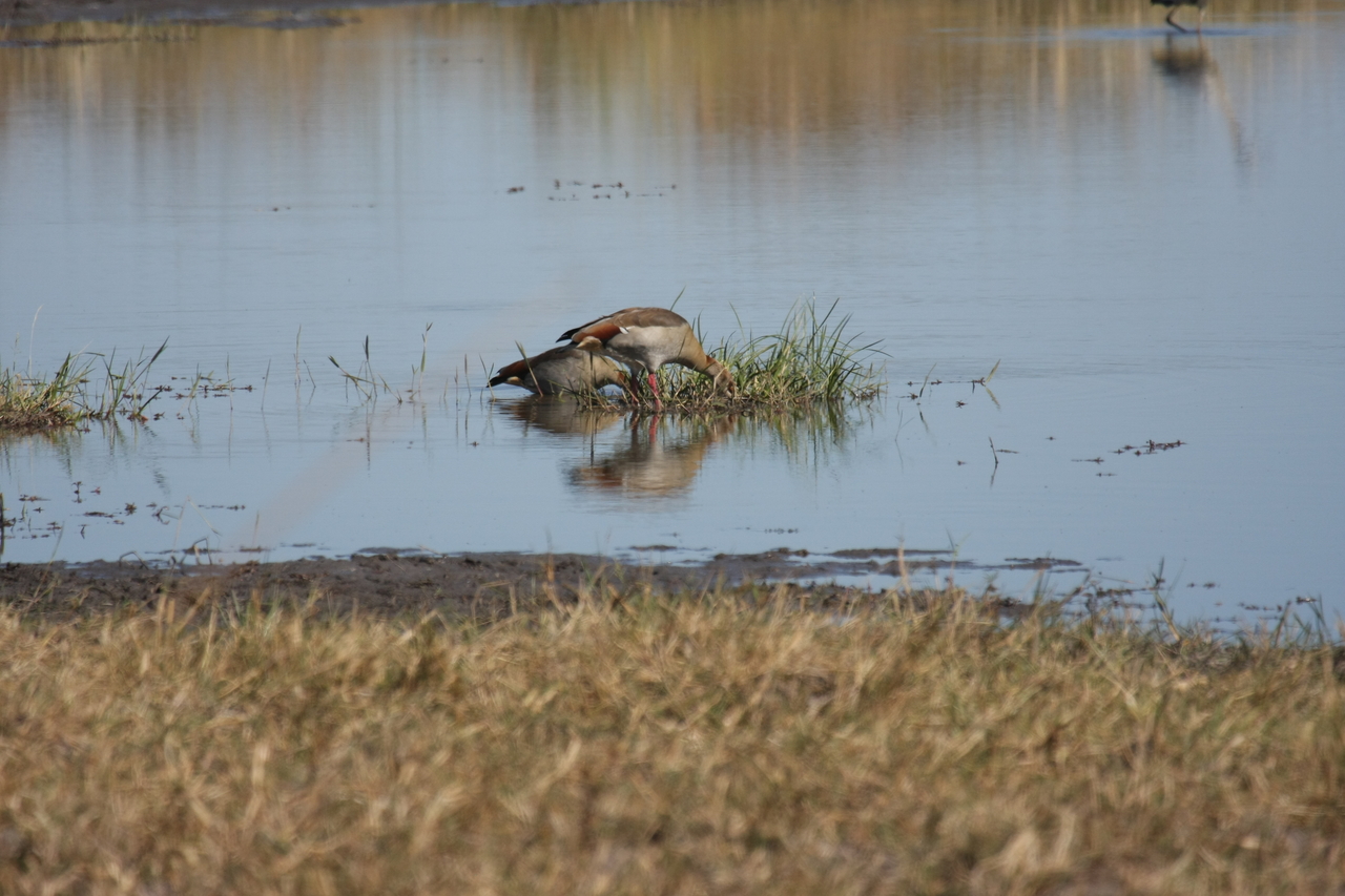 [19751] 2016_06_28_05_33_13_Africa_Canon_EOS_40D_IMG__03094.jpg